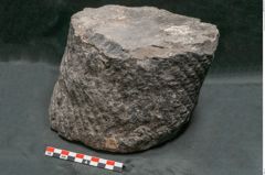 Foto (Seitenansicht) von Knorria imbricata Sternbg. (NHMW-GEO-2024-0188-11228)